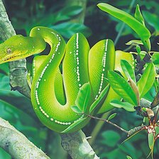 Схема вышивки «зелёный питон»