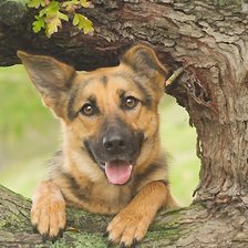 Схема вышивки «собака»