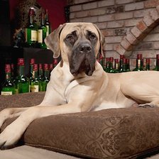 Схема вышивки «собака»