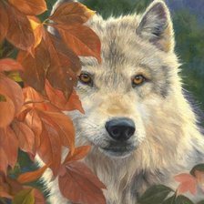 Схема вышивки «дикие»