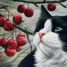 Вишневая мечта