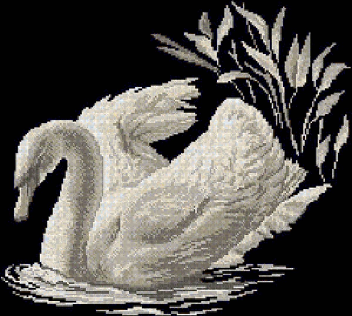 Лебедь - природа, дикие, птицы - предпросмотр