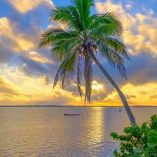 Схема вышивки «Пальма»