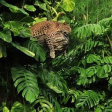 Сладкий сон