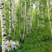 Ромашки и березы