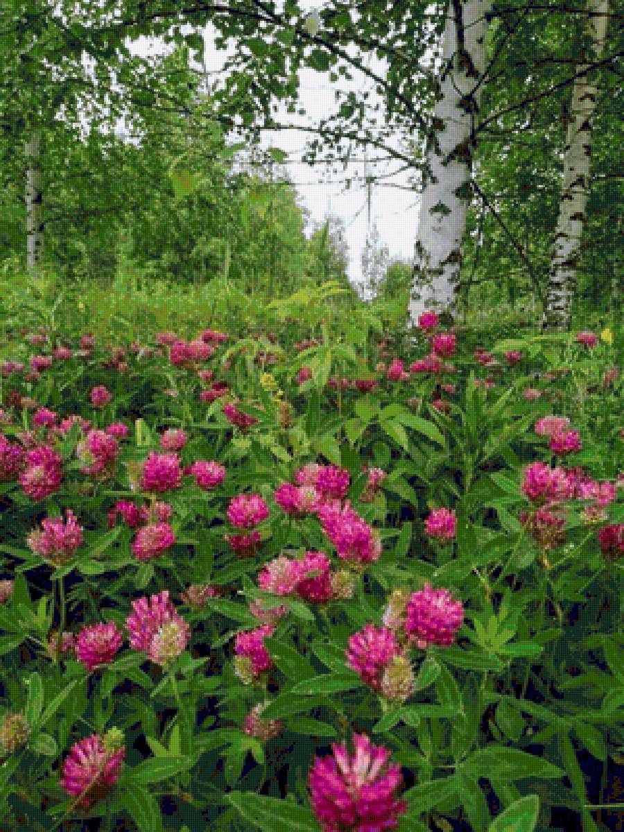 Лесной клевер - предпросмотр