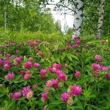 Лесной клевер