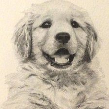 Схема вышивки «cão»