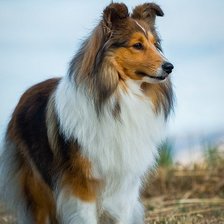 Схема вышивки «cão»