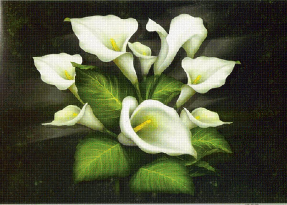 каллы - картина - предпросмотр