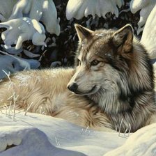 Схема вышивки «дикие»