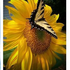 Схема вышивки «Цветок солнца»