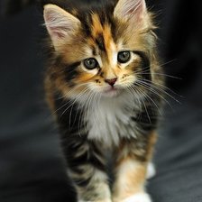 Схема вышивки «gatinho»