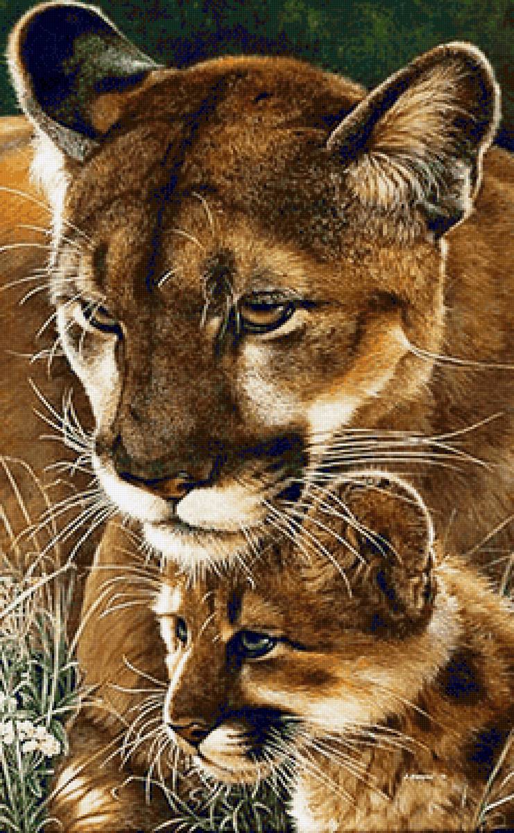 Взгляд пумы. Семья - дикие, животные - предпросмотр