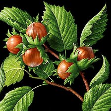 Схема вышивки «орешки»