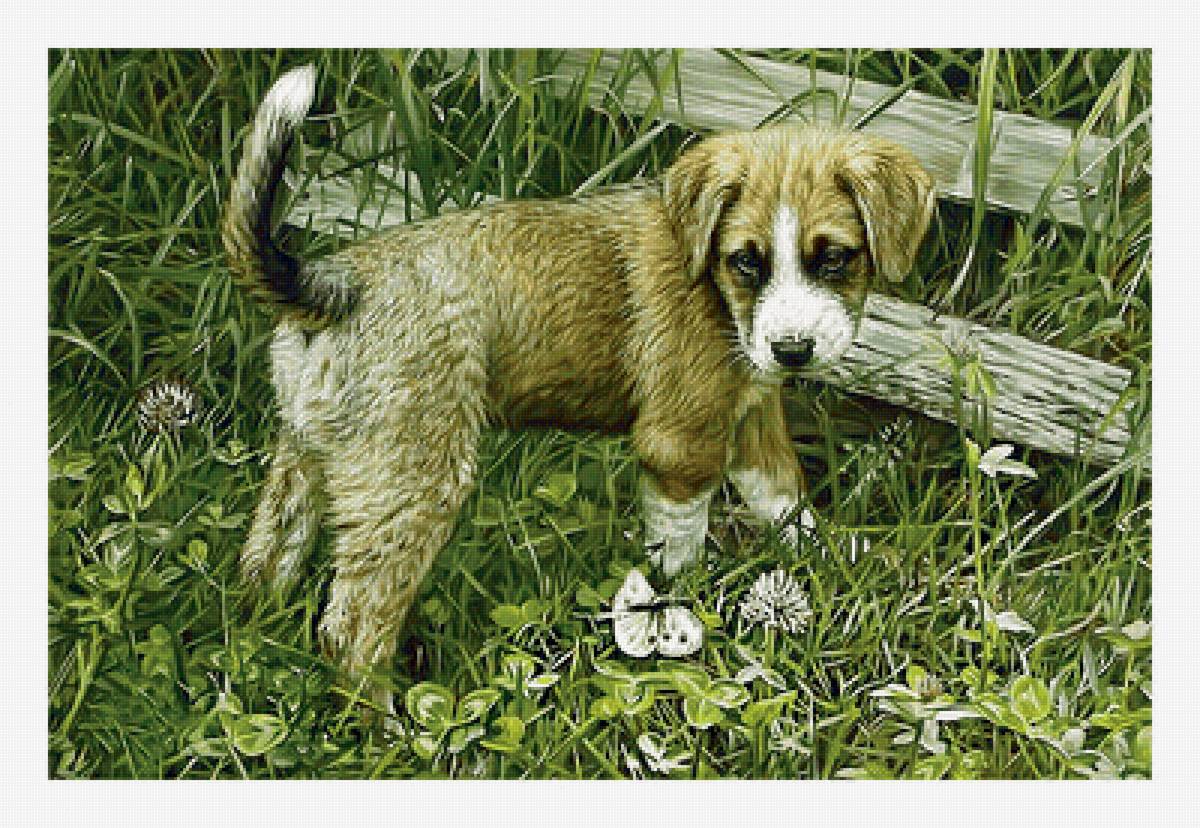 Серия "Собаки". - собаки, животные, щенок - предпросмотр