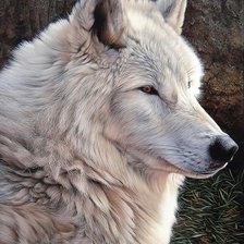 Схема вышивки «дикие»