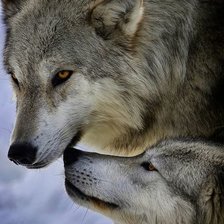 Схема вышивки «дикие»