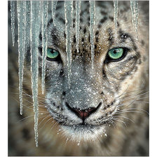 Схема вышивки «Снежный барс.»