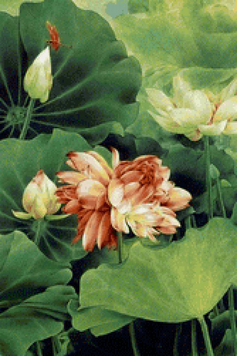 Лотос - лотос, цветы - предпросмотр