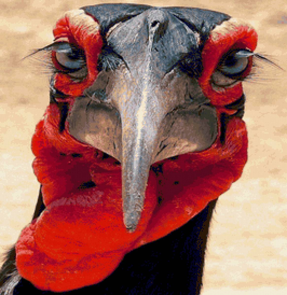 Я такой важный индюк ..Я очень, очень важный индюк - природа, птицы, индюк - предпросмотр