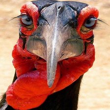 Схема вышивки «Я такой важный индюк ..Я очень, очень важный индюк»