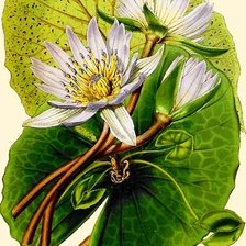 Схема вышивки «Лотосы»