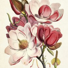 Схема вышивки «Цветок»