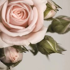 Схема вышивки «№2168011»