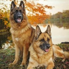 Схема вышивки «566»