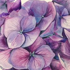 Схема вышивки «гортензия»