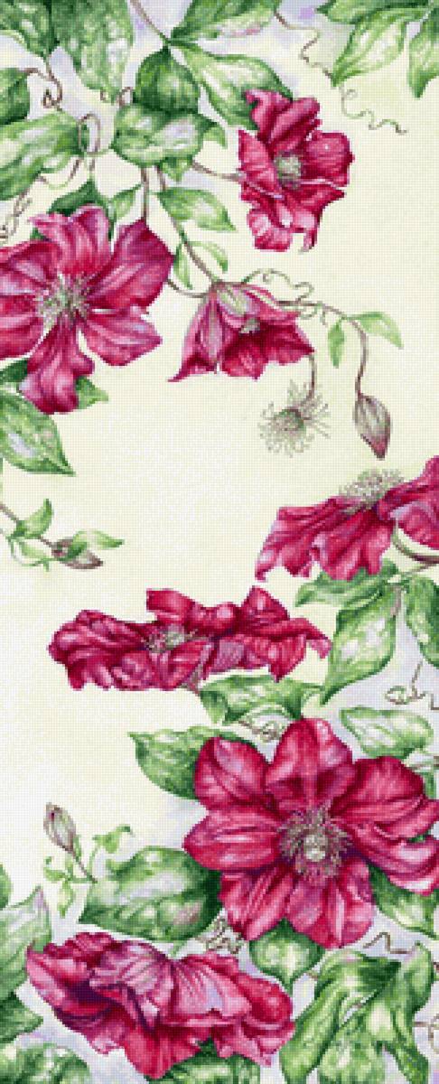 Клематисы - цветы - предпросмотр