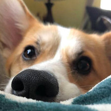 Схема вышивки «Корги»