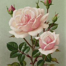 Схема вышивки «РОЗЫ»