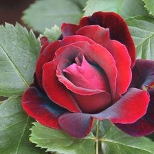 Схема вышивки «Роза»