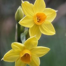 Схема вышивки «narcisco»