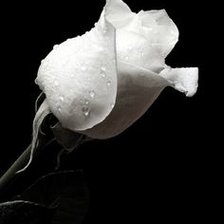 Схема вышивки «rosa»