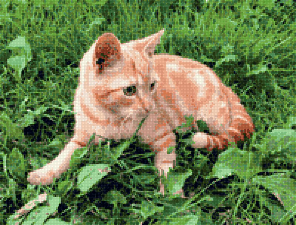 Куза гамма - предпросмотр