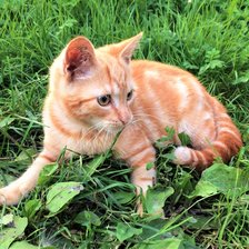 Схема вышивки «Кузя DMC»