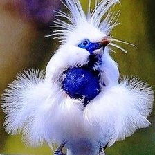 Схема вышивки «Я тоже Скворец.... (БАЛИЙСКИЙ СКВОРЕЦ)»