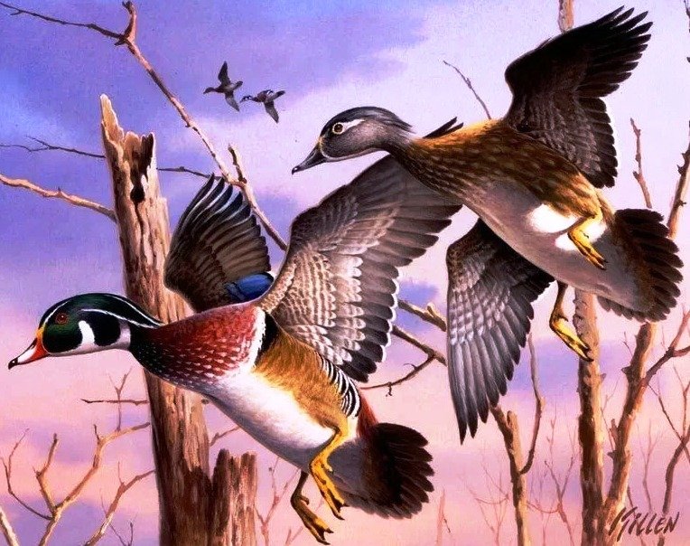 Утки - дикие, природа, птицы - оригинал