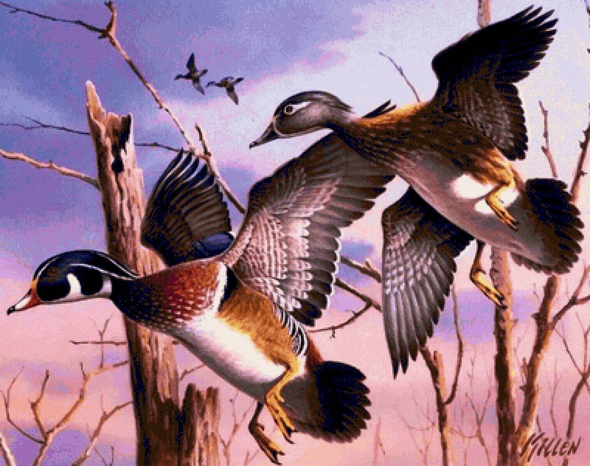 Утки - природа, птицы, дикие - предпросмотр