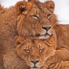 Схема вышивки «дикие»