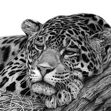 Схема вышивки «дикие»