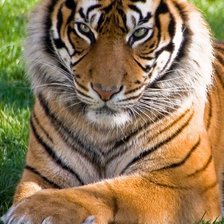 Схема вышивки «№2169914»