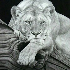 Схема вышивки «дикие»