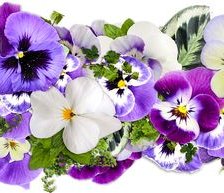 Схема вышивки «ПАНЕЛЬКА»