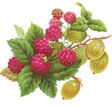 Схема вышивки «натюрморт»