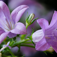 Схема вышивки «Колокольчики»