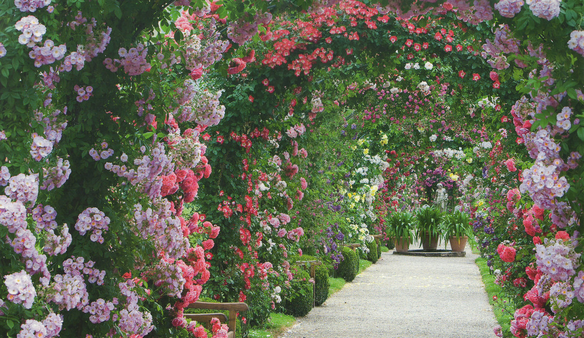 Розовый сад, Баден-Баден, Германия - сад, розы, аллея - оригинал